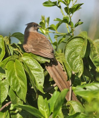 Speckled Mousebird