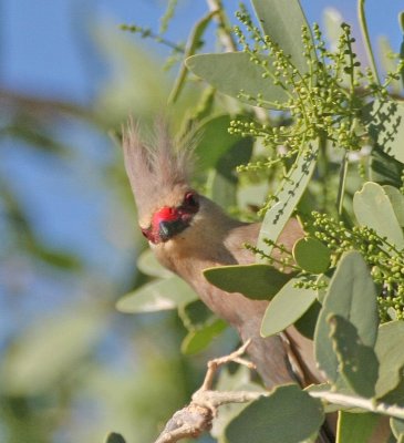 Blue-naped Mousebird