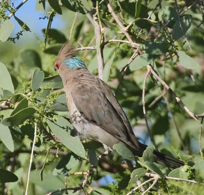 Blue-naped Mousebird