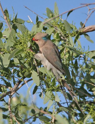 Blue-naped Mousebird