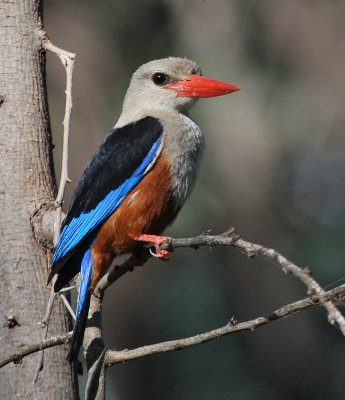 Gray-headed Kingfisher