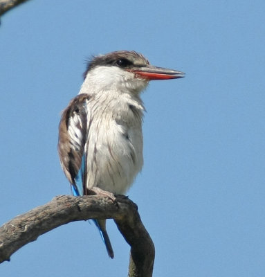 Striped Kingfisher