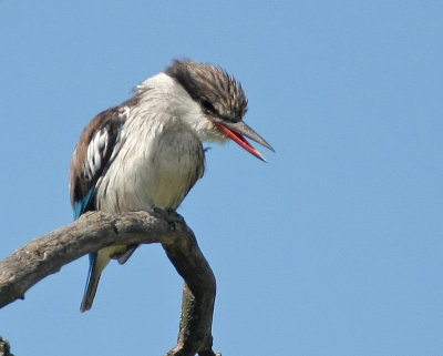 Striped Kingfisher