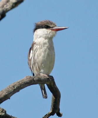 Striped Kingfisher