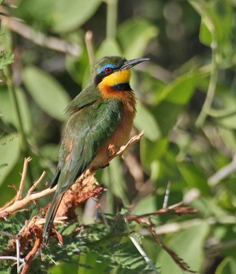 Little Bee-eater