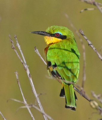 Bee-eaters