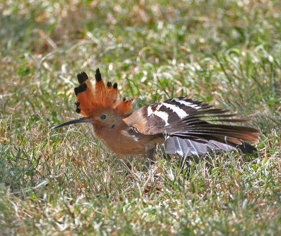 Eurasian Hoopoe (African)