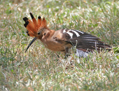 Eurasian Hoopoe (African)