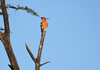 Eurasian Hoopoe (African)