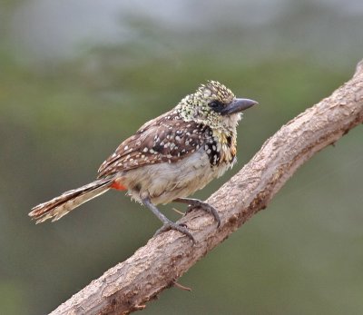 African Barbets