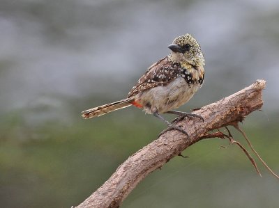 D'Arnaud's Barbet (Usambiro)