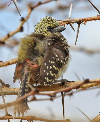 D'Arnaud's Barbet (Usambiro)