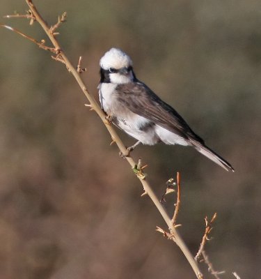 White-rumped Shrike