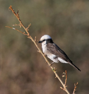 White-rumped Shrike