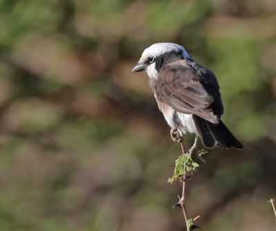 White-rumped Shrike