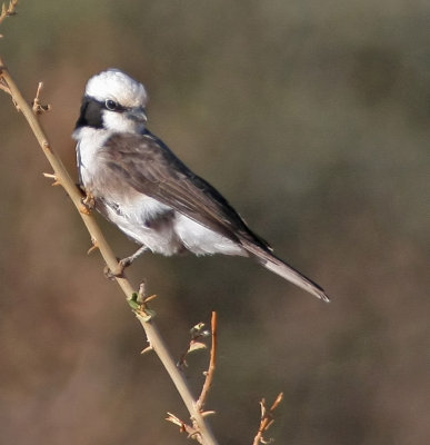 White-rumped Shrike