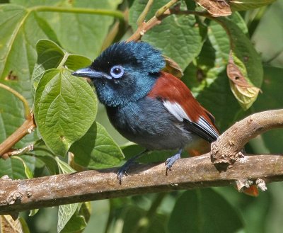 African Paradise-Flycatcher