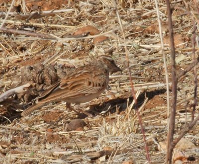 Foxy Lark