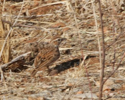 Foxy Lark