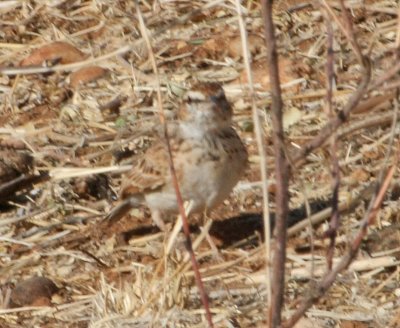 Foxy Lark