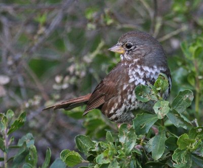 Fox Sparrow (Slate-colored)