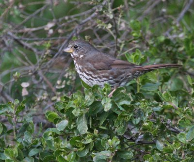 Fox Sparrow (Slate-colored)?