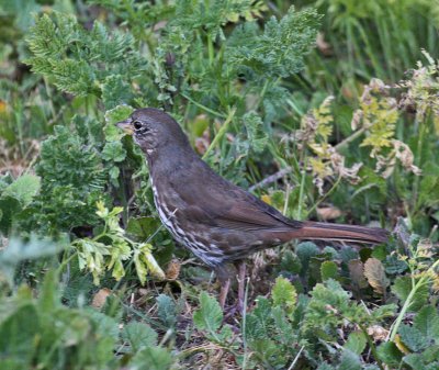 Fox Sparrow (Slate-colored)?