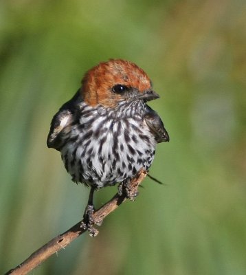 Lesser Striped-Swallow