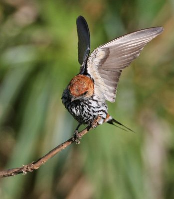 Lesser Striped-Swallow