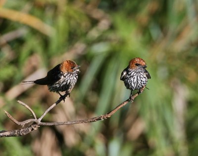 Lesser Striped-Swallow