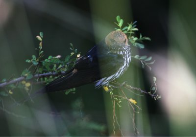 Lesser Striped-Swallow