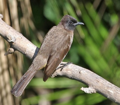 Common Bulbul (Dark-capped)