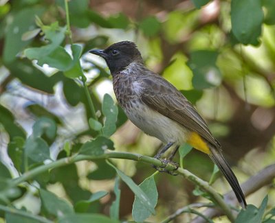 Common Bulbul (Dark-capped)