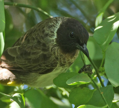 Common Bulbul (Dark-capped)