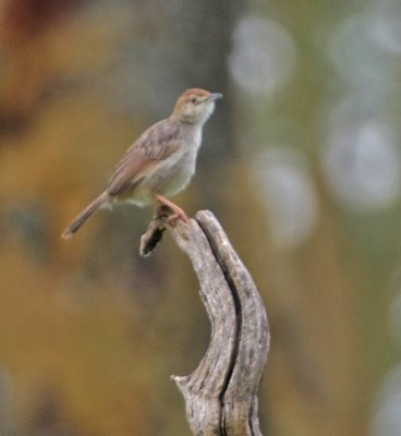 Singing Cisticola