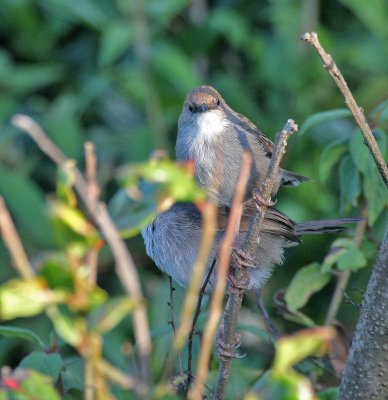 Hunter's Cisticola