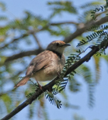 Hunter's Cisticola