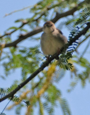 Hunter's Cisticola