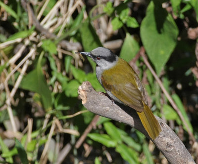 Gray-capped Warbler