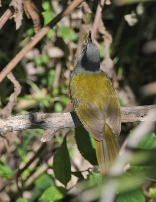 Gray-capped Warbler