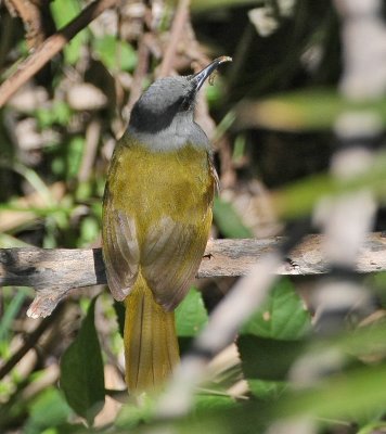 Gray-capped Warbler