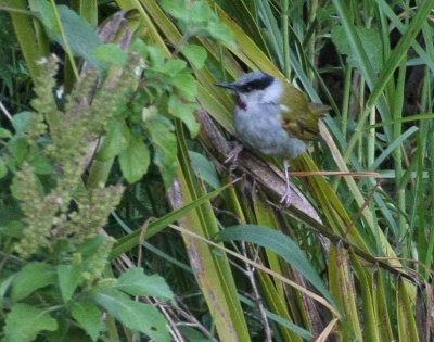 Gray-capped Warbler