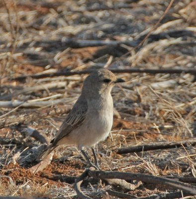 Grayish Flycatcher