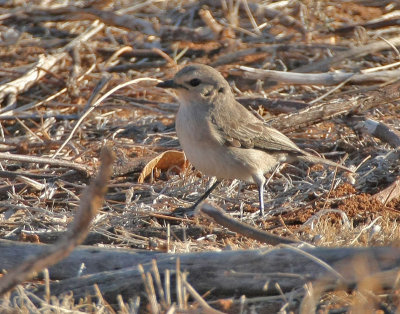 Grayish Flycatcher