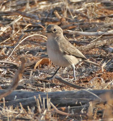 Grayish Flycatcher