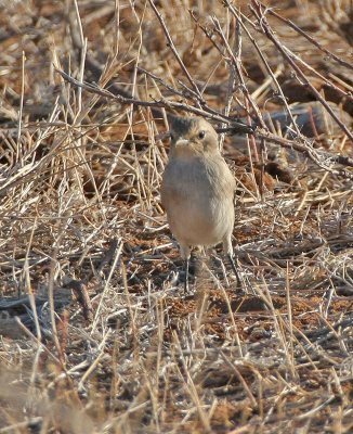 Grayish Flycatcher