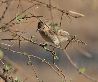 Grayish Flycatcher