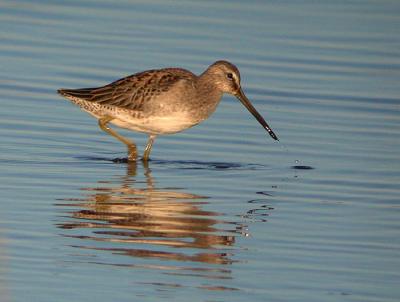 Long-billed Dowitcher