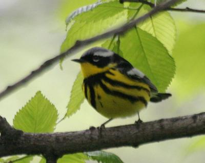 Magnolia Warbler