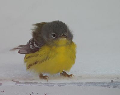 Magnolia Warbler